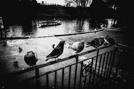 pigeon,   bird,   park,   animal,   city,   grey,   dove,   feather,   beak,   nature,   wildlife,  ...