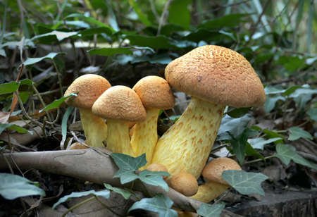 mushroom,   fungus,   nature,   toxic,   poisonous,   natural,   dangerous,   fungal,   macro,  ...