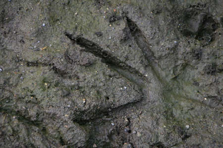 footprint,   mud,   animal,   nature,   background,   print,   pattern,   step,   track,   walking, ...