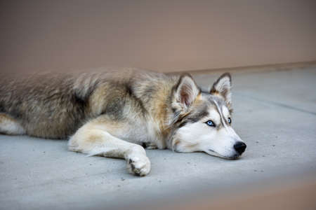 husky,   animal,   dog,   eyes,   portrait,   white,   siberian,   pet,   background,   friend,  ...