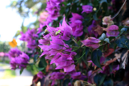 purple,   flowers,   nature,   outdoors,   fresh,   petals,   bloom,   blossom,   botany,   pretty, ...