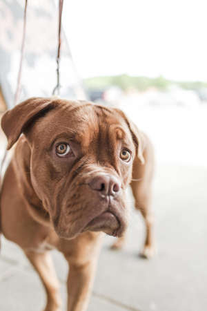 Adult Mahogany French Mastiff