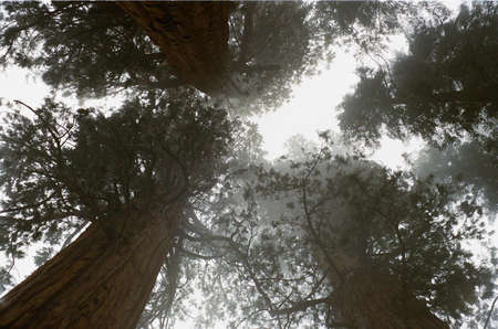 Worm's Eye View Photography of Tree