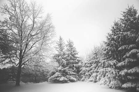 Snow Covered Trees