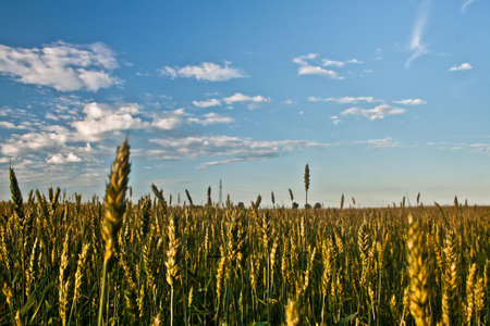 Grain field