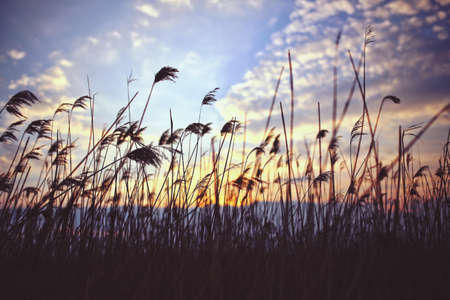 Phragmites by sunset