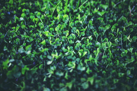 Young clover