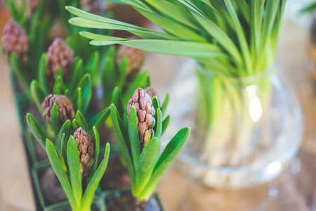 Young Young hyacinth bulb bulb