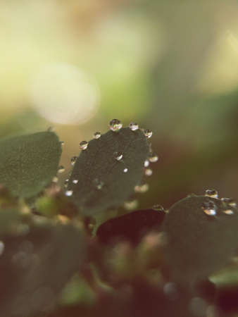 Water Droplets on Green Leaves