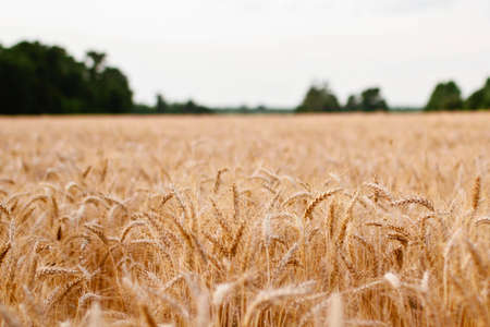 Brown Grass Under Sky
