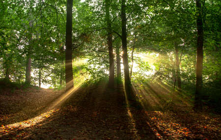 Green Trees With Yellow Sunlight