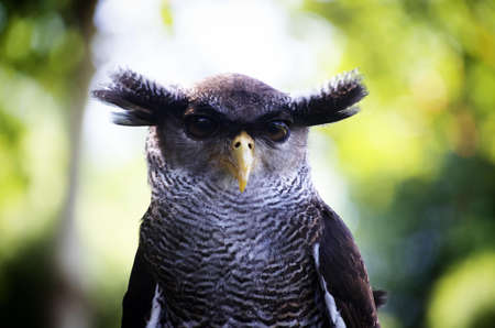Brown Owl on Selective Focus Photography