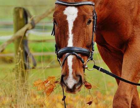 Brown and White Horse on Green Grass Field