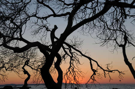 Silhouette of Bare Tree