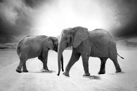Grayscale Photo of 2 Elephants