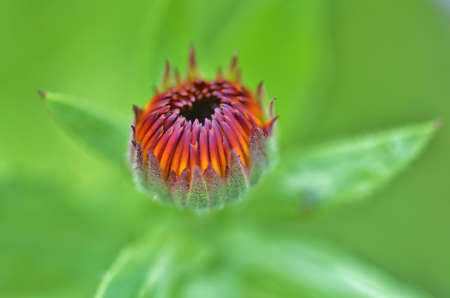 Shallow Photo of Yellow and Purple Flower