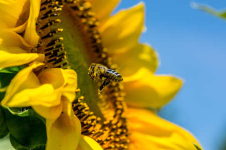Macro Photo of Honey Bee Flying Near Yellow Flower
