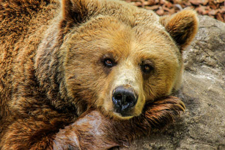 Close-up Photography of Brown Bear on Gray Rock