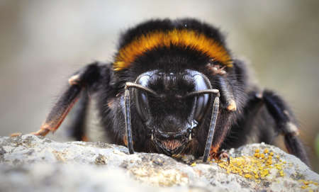 Closeup Photography of Bumble Bee Perching on Rock