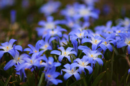Selective Focus Photography of Purple Flowers