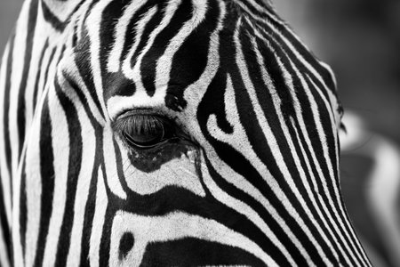Grayscale Photography of Zebra