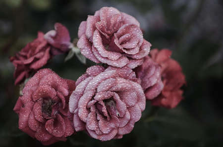 Pink Petaled Flowers Close Up Photography