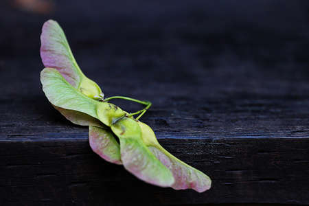 Green and Red Wing Seeds on Brown Wooden Surface