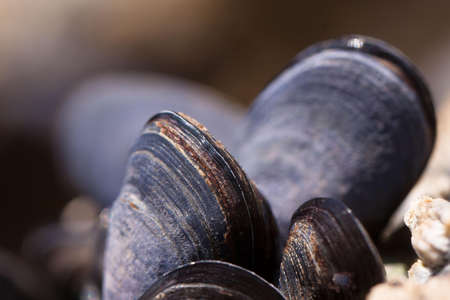 Black Seashell Beside Beige Stone