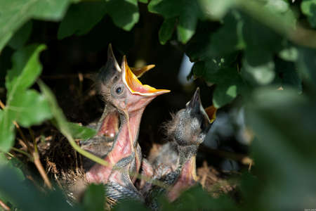 Bird Chicks Opening Mouth