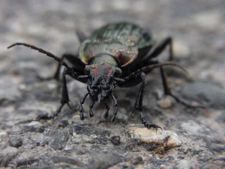 Black and Green Beetle