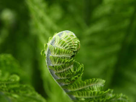 Green Fern Branch Curling