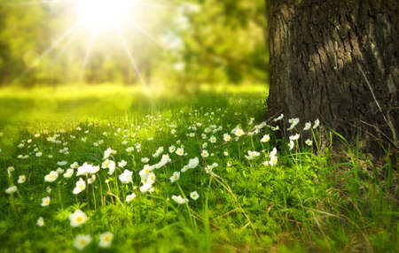 White Blooming Flower Under the Tree during Daytime