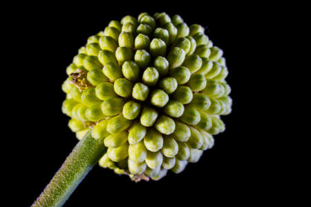 Green Plant