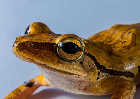 Brown Adn Black Frog