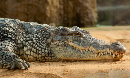 Black Crocodlie Lying on Ground