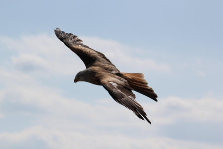 Brown and Grey Eagle