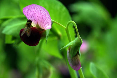 Green and Pink Flower