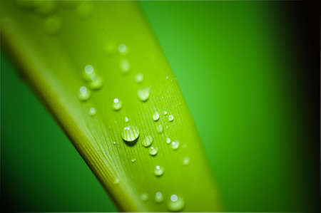 Green Leaf With Water Droplets