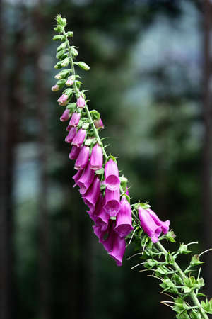 Purple Flower Plant