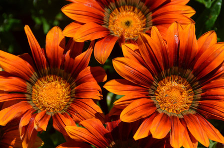 Orange Gazania
