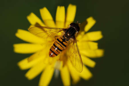 Black and Yellow Honey Bee on Yellow Petaled Flower during Daytime]