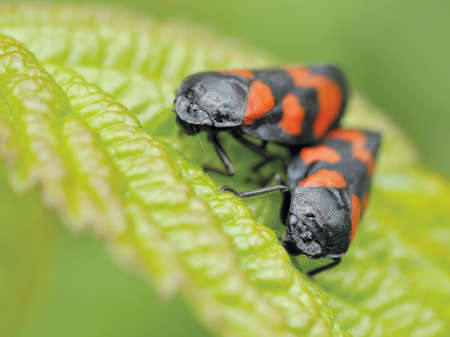 Black and Orange Insect Eating Green Leaf during Daytime in Camera Focus Photography