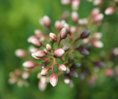 Selective Focus Photography of Red and White Plant