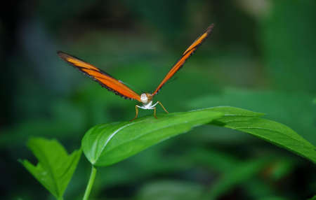 Orange and Black Butterfly on Green Leaf