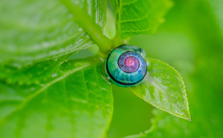 Green Pink and Blue Snail on Top of Green Leaf