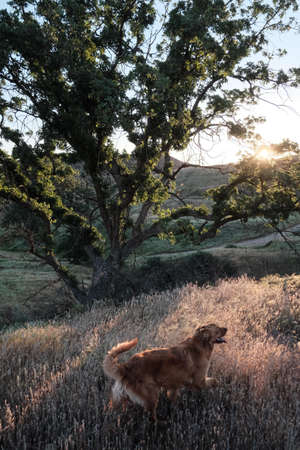Short-coated Tan Dog on Grass Field Near Tree