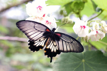 Gray and Black Butterfly Sniffing White Flower