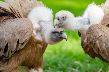 Brown and White Vultures Standing on Grass Field in Close Up Photography during Daytime