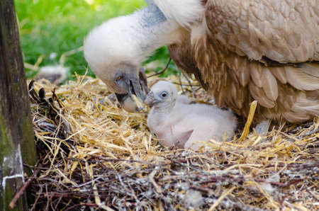 Vulture and Hatchling on Brown Nest
