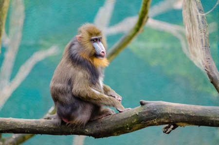 Brown and Black Monkey on Brown Branch during Daytime